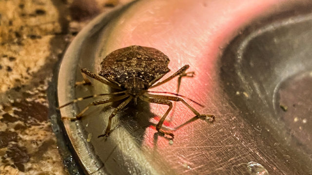 supply chain shipping delays stink bug