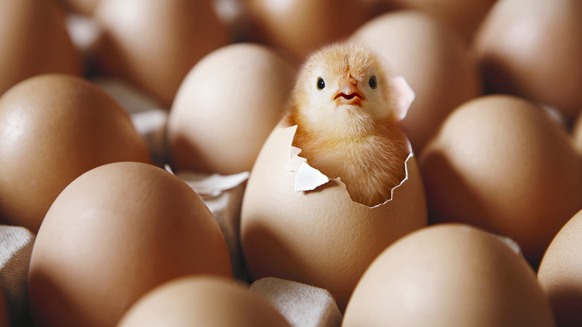 solchicks