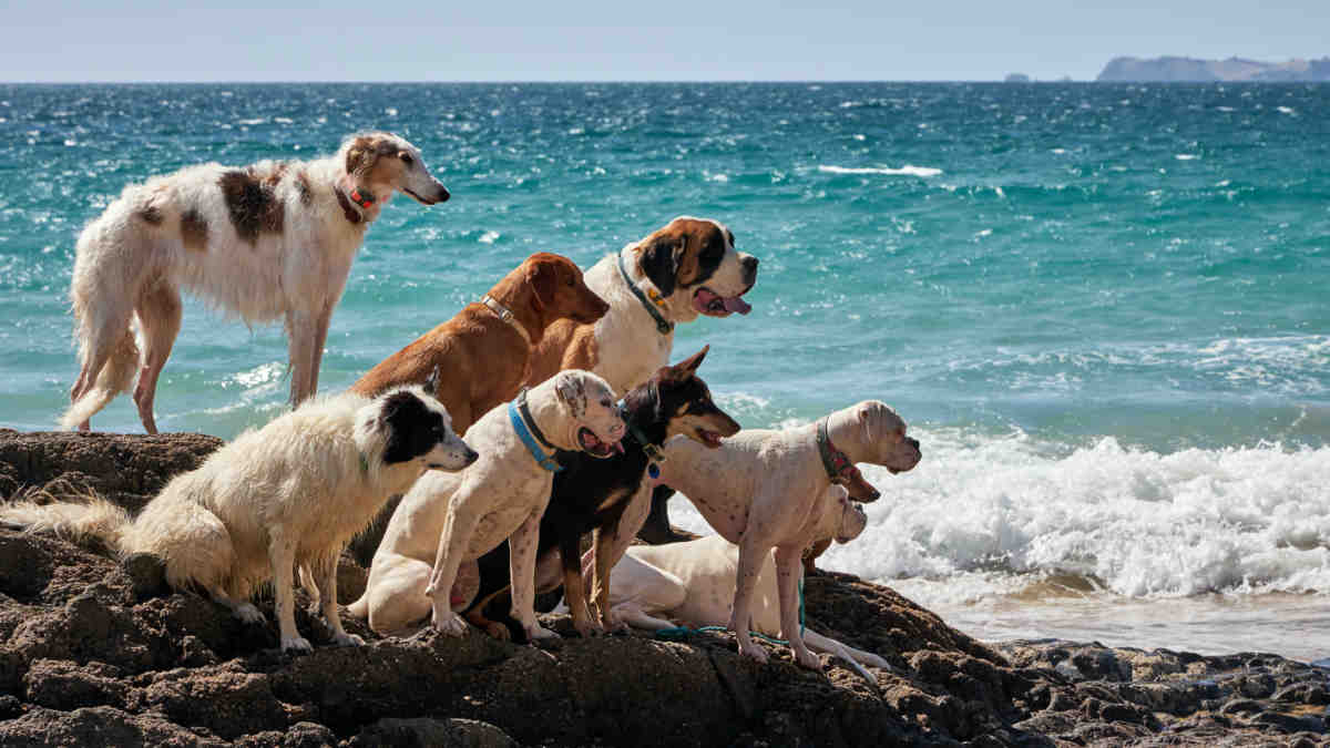 PharmAus Animal Health Cancer