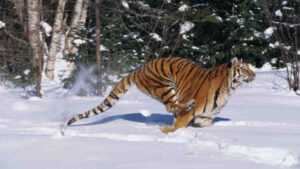 Tiger Brokers: What the ongoing conflict and US Fed rate could  mean for stocks