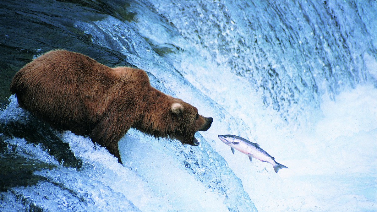 The White House: Why the bears love salmon