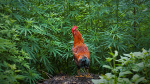 asx cannabis stocks mxc