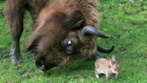 oil and gas bull bullish