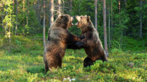 building wealth in bear market