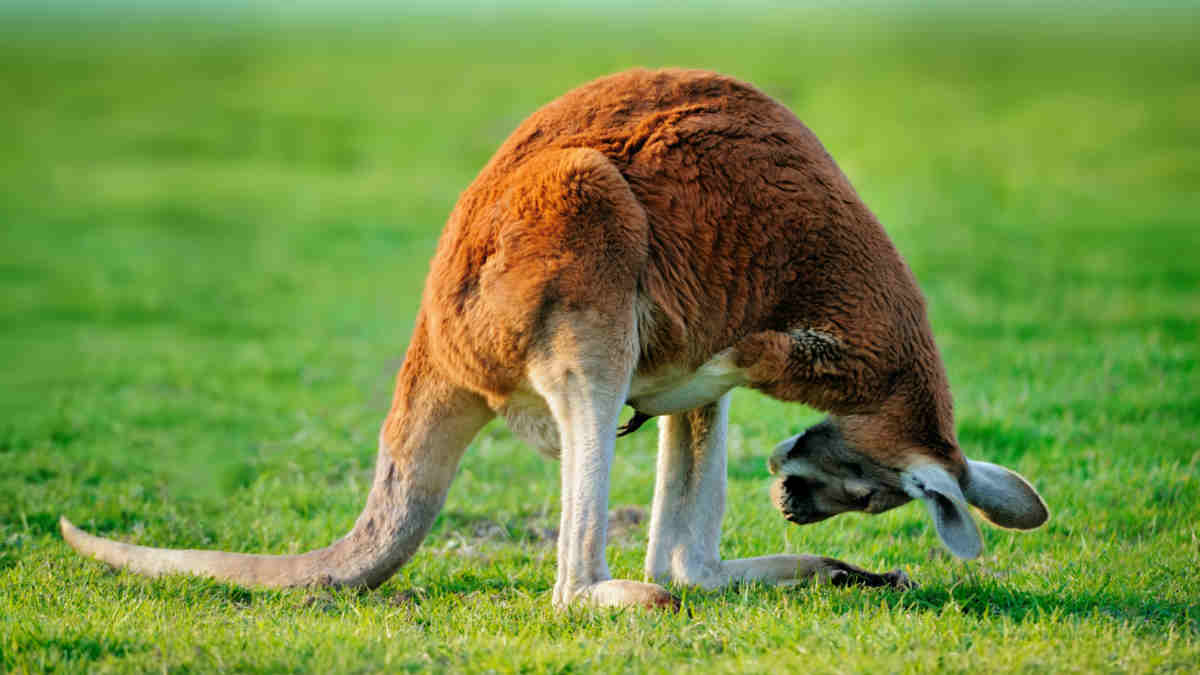 asx large cap PNI