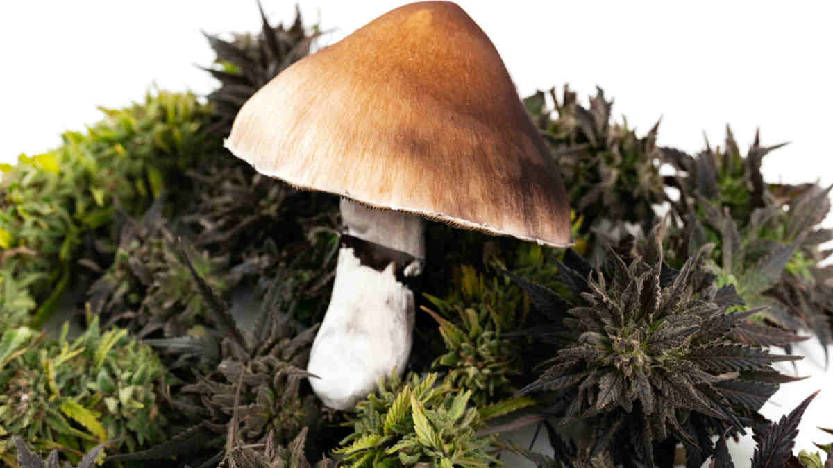 psychedelic drugs
