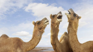 Top 10 at 10: Which ASX stocks are higher on hump day today?