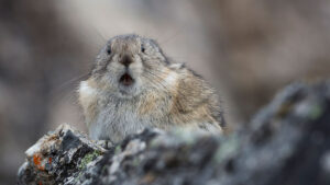 metalicity asx mct lithium