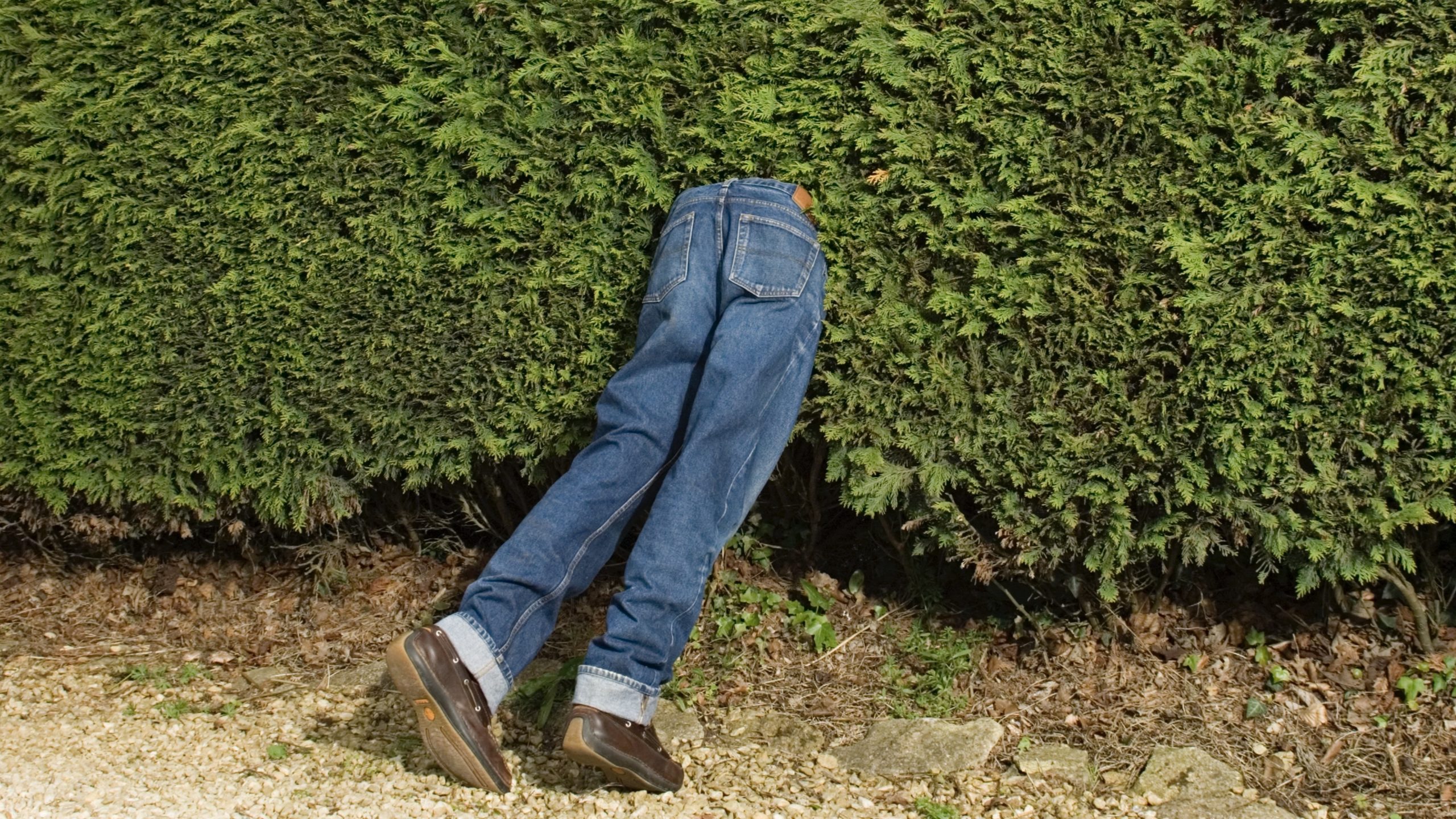 dHEDGE
