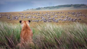 Kingsland Minerals ASX KNG