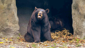 sp 500 bear market