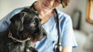 PharmAust asx paa dog