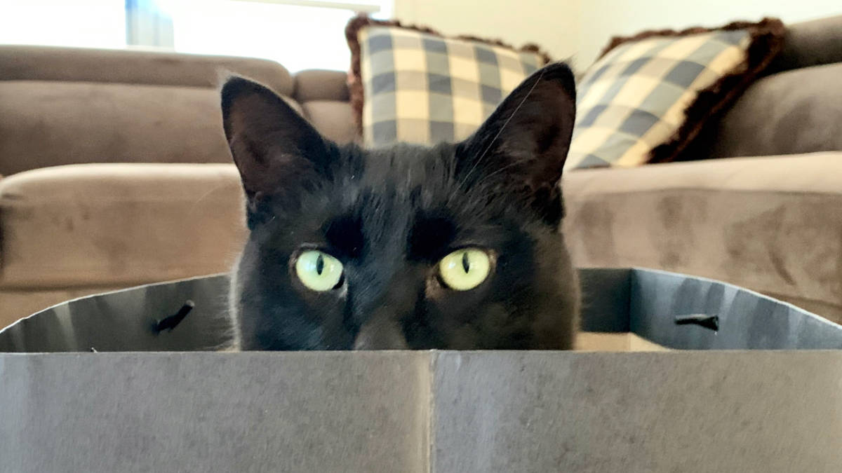 Black Cat Syndicate asx bc8 Paulsens