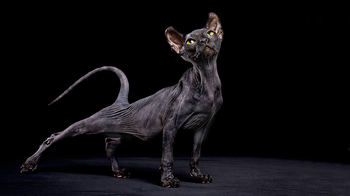 Black Cat Gold ASX BC8