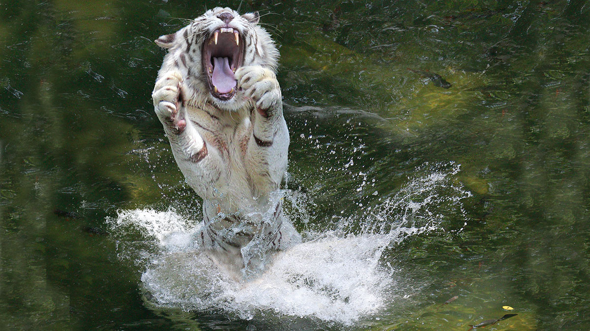 Tiger Tasmin