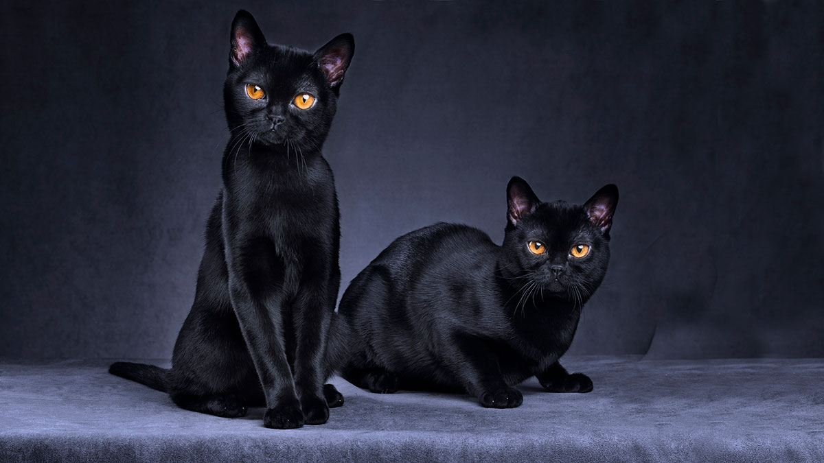 Black Cat Syndicate asx bc8 Axial Core Zone