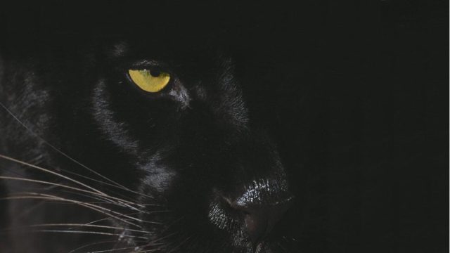 Black Cat Gold asx BC8