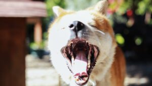 Dogecoin surge