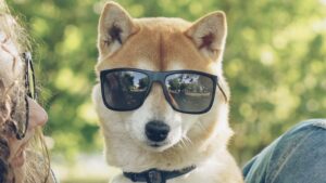 Dogecoin twitter