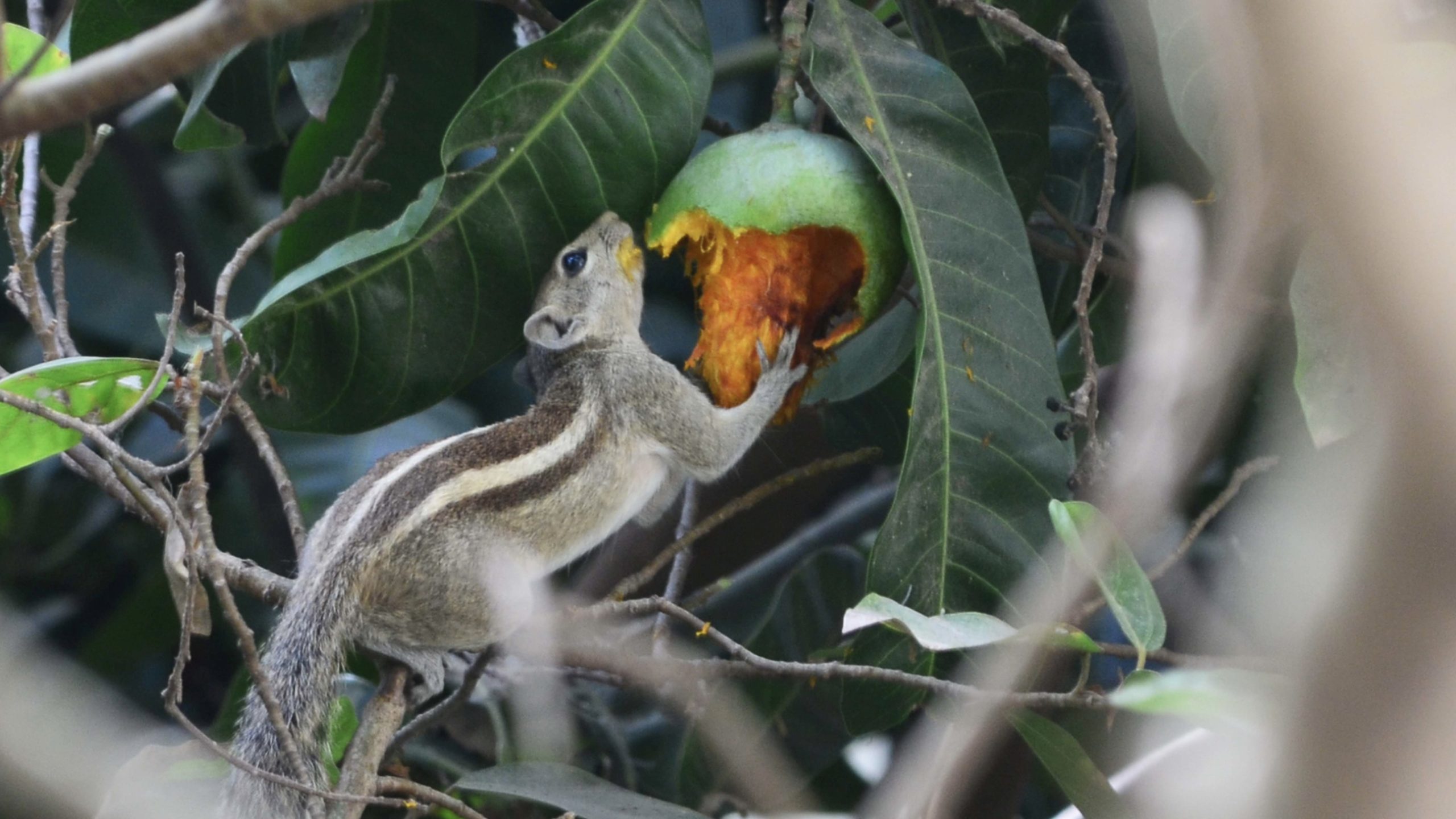 Mango Markets hacker