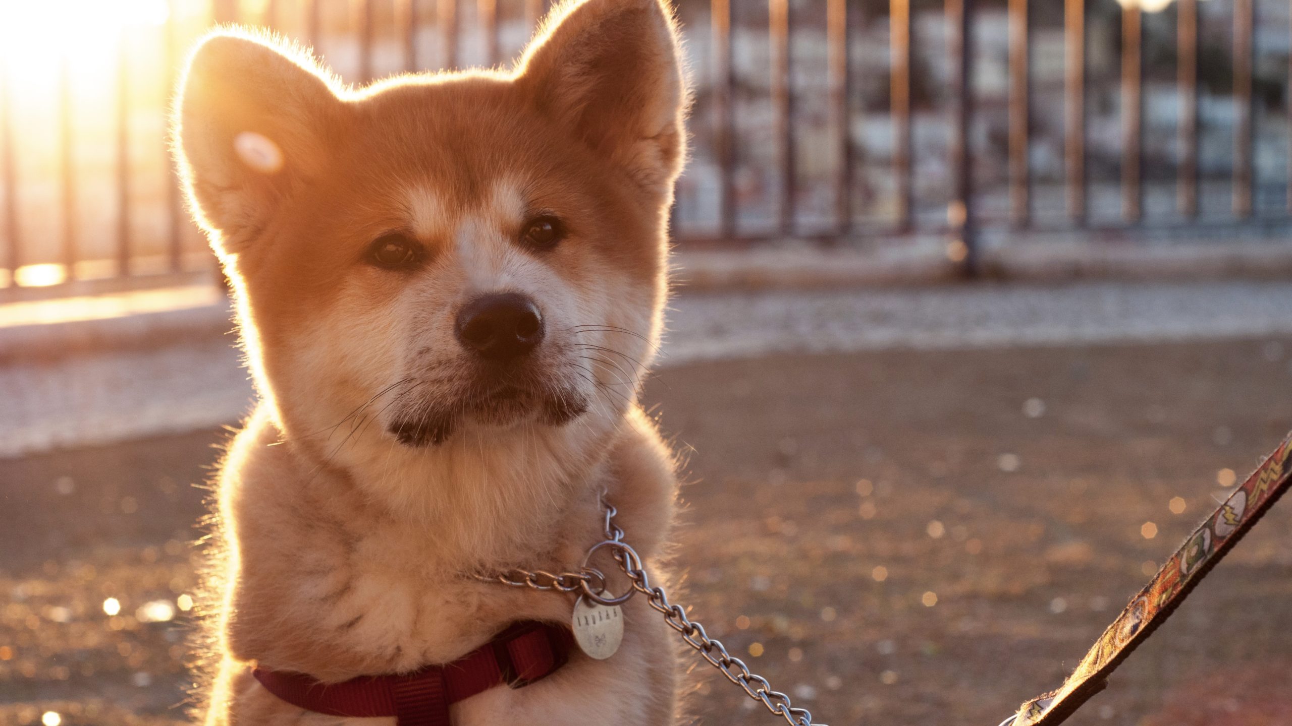 Dogechain
