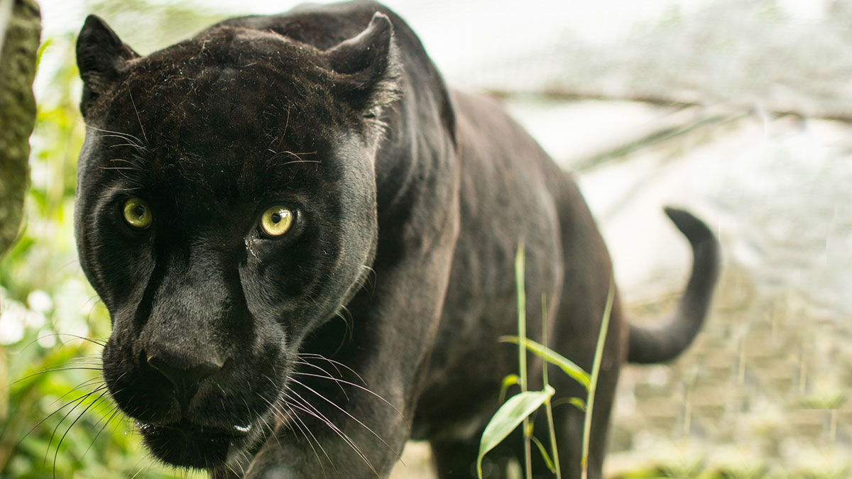 Black Cat Syndicate asx bc8 Paulsens