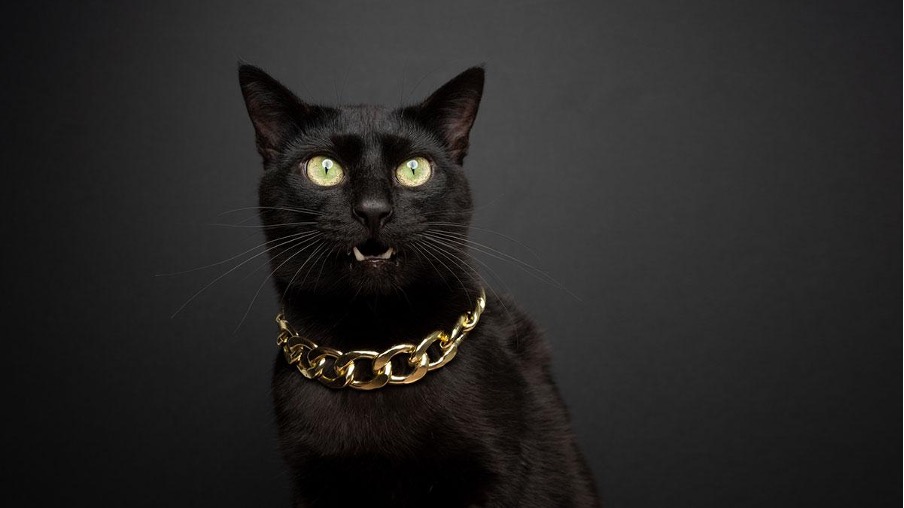Black Cat Syndicate ASX BC8