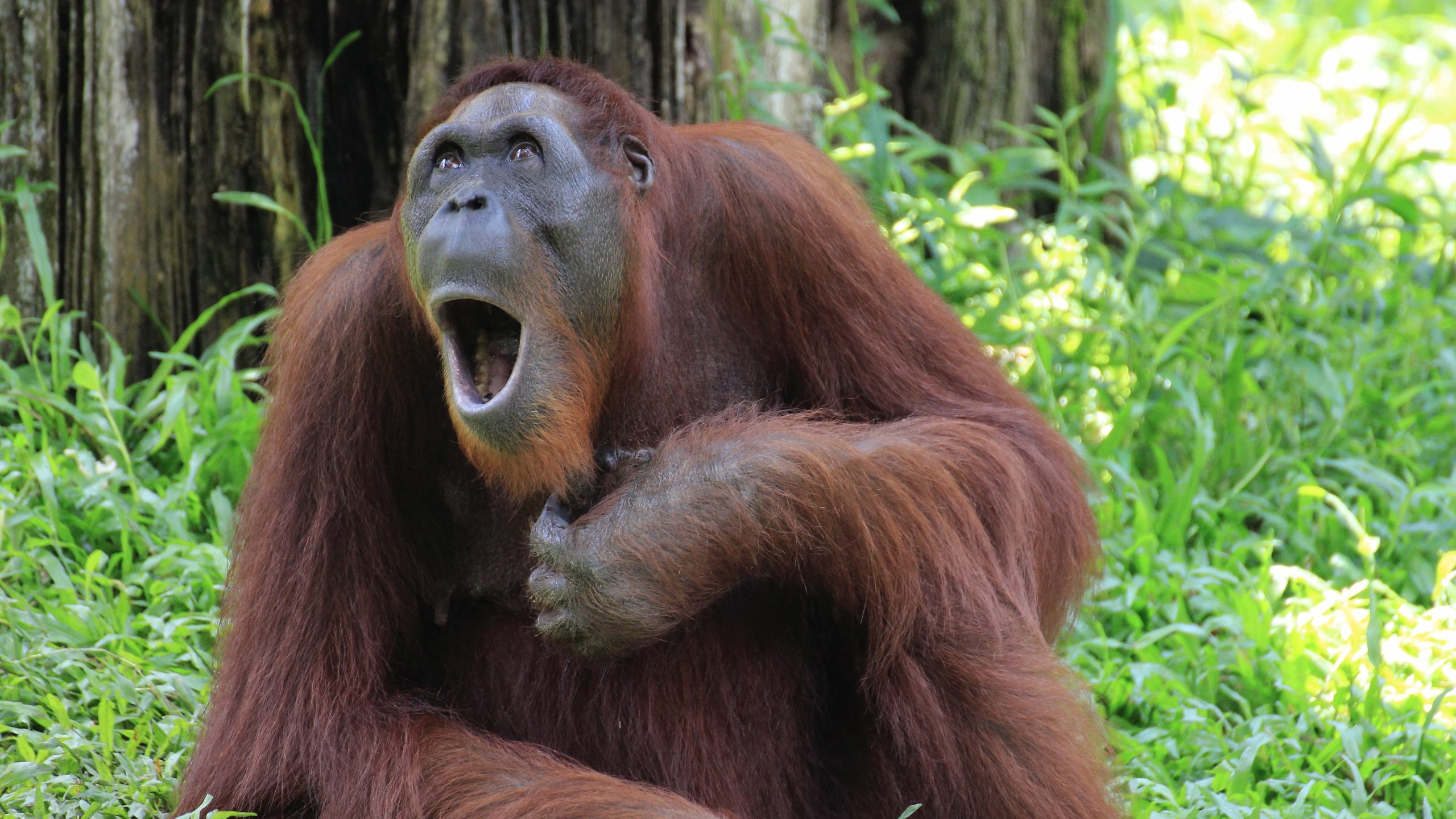 ApeCoin