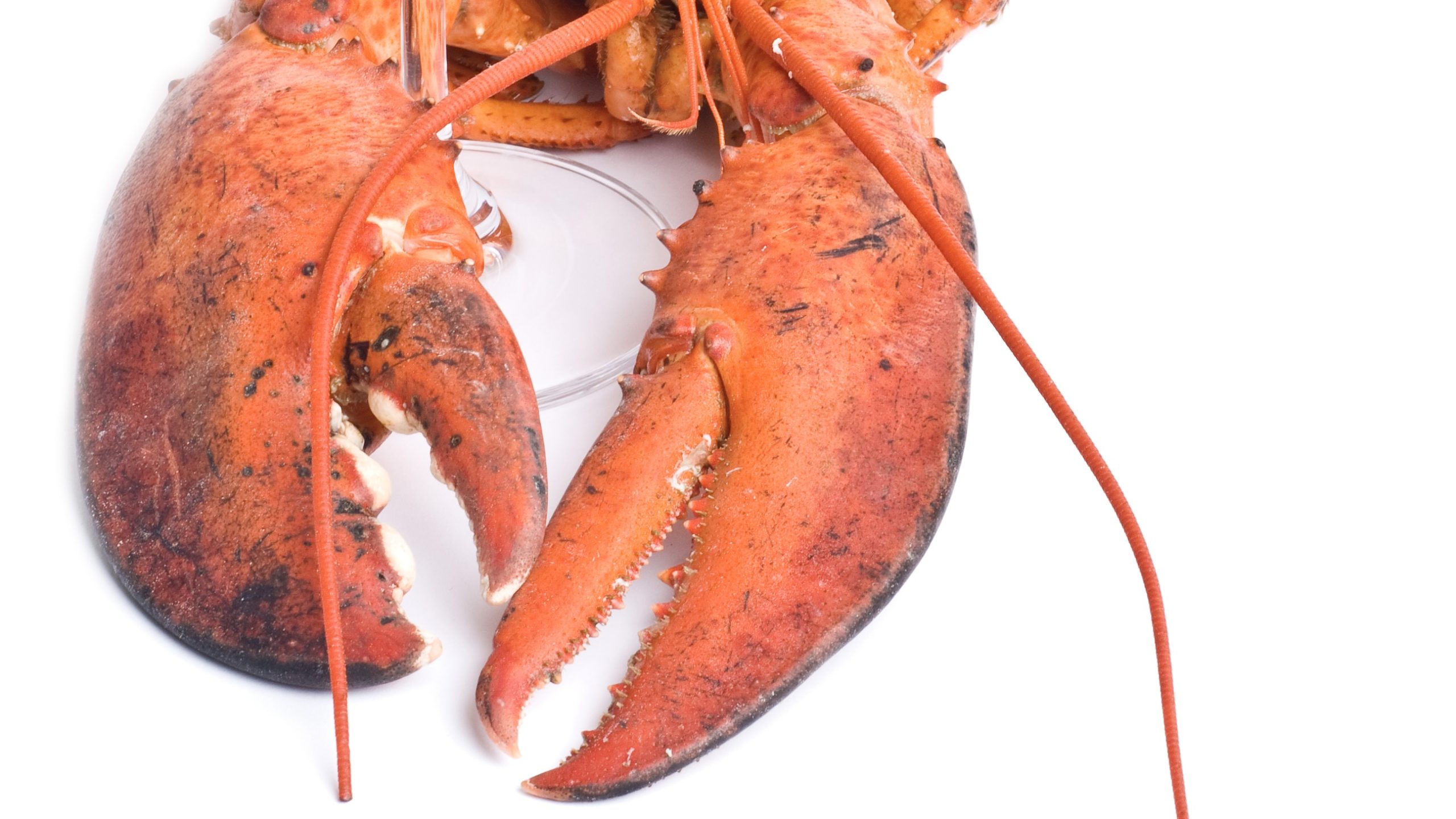 nft lobster