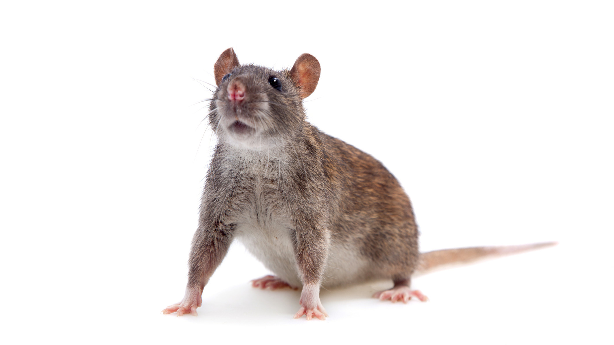 Asx Small Cap Lunch Wrap: Who’s Blaming Rats For Eating All The Drugs 