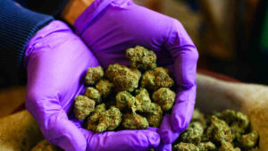asx cannabis stocks CPH