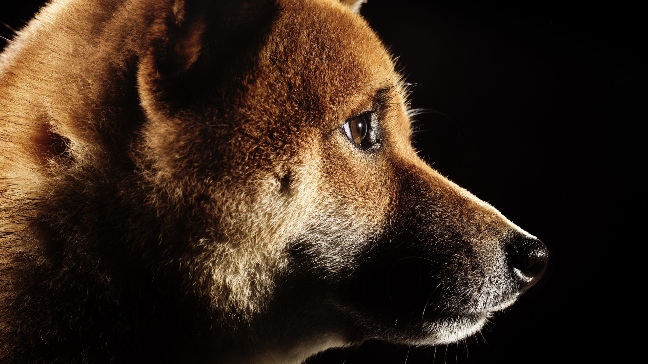 Dogecoin Twitter