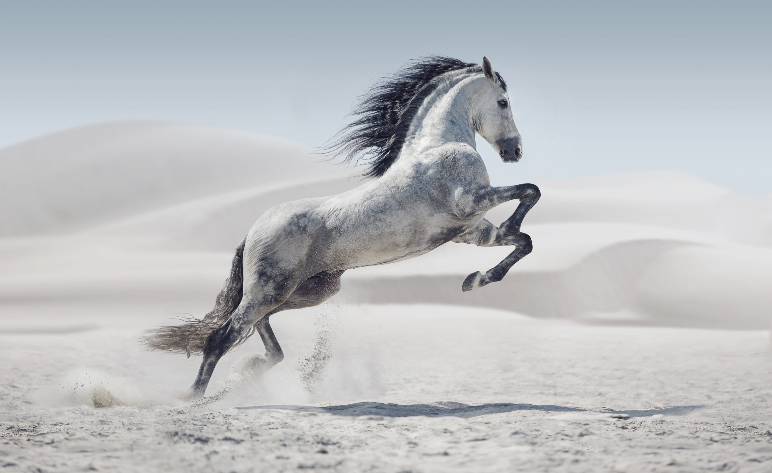 На сером коне. Лошадь арабский скакун Мустанг. Лошадь на дыбах. Лошадь бежит. Лошадь скачет.
