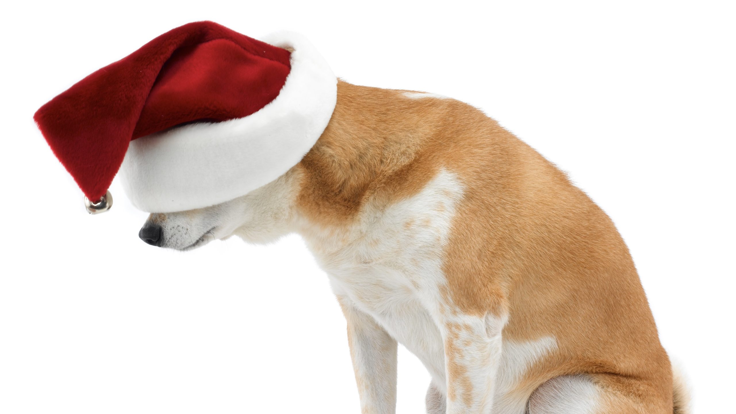 Dogecoin Twitter