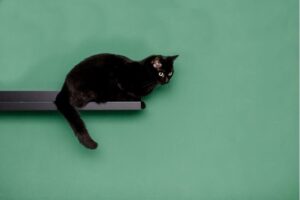 Black Cat syndicate ASX BC8