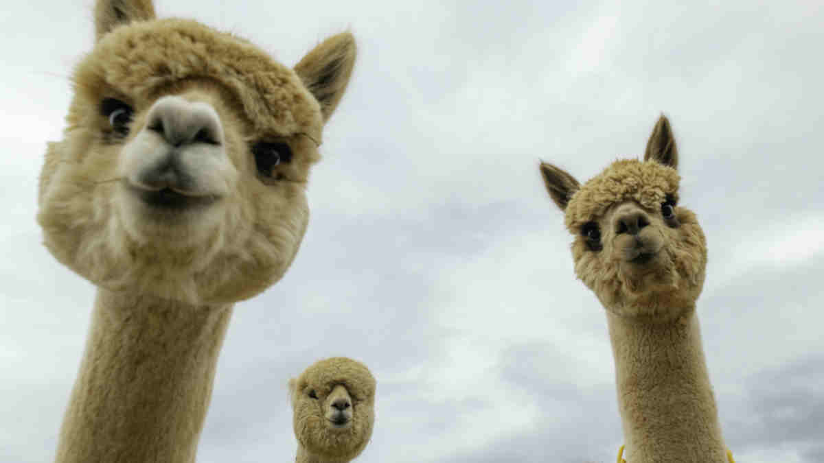 asx small caps to buy now