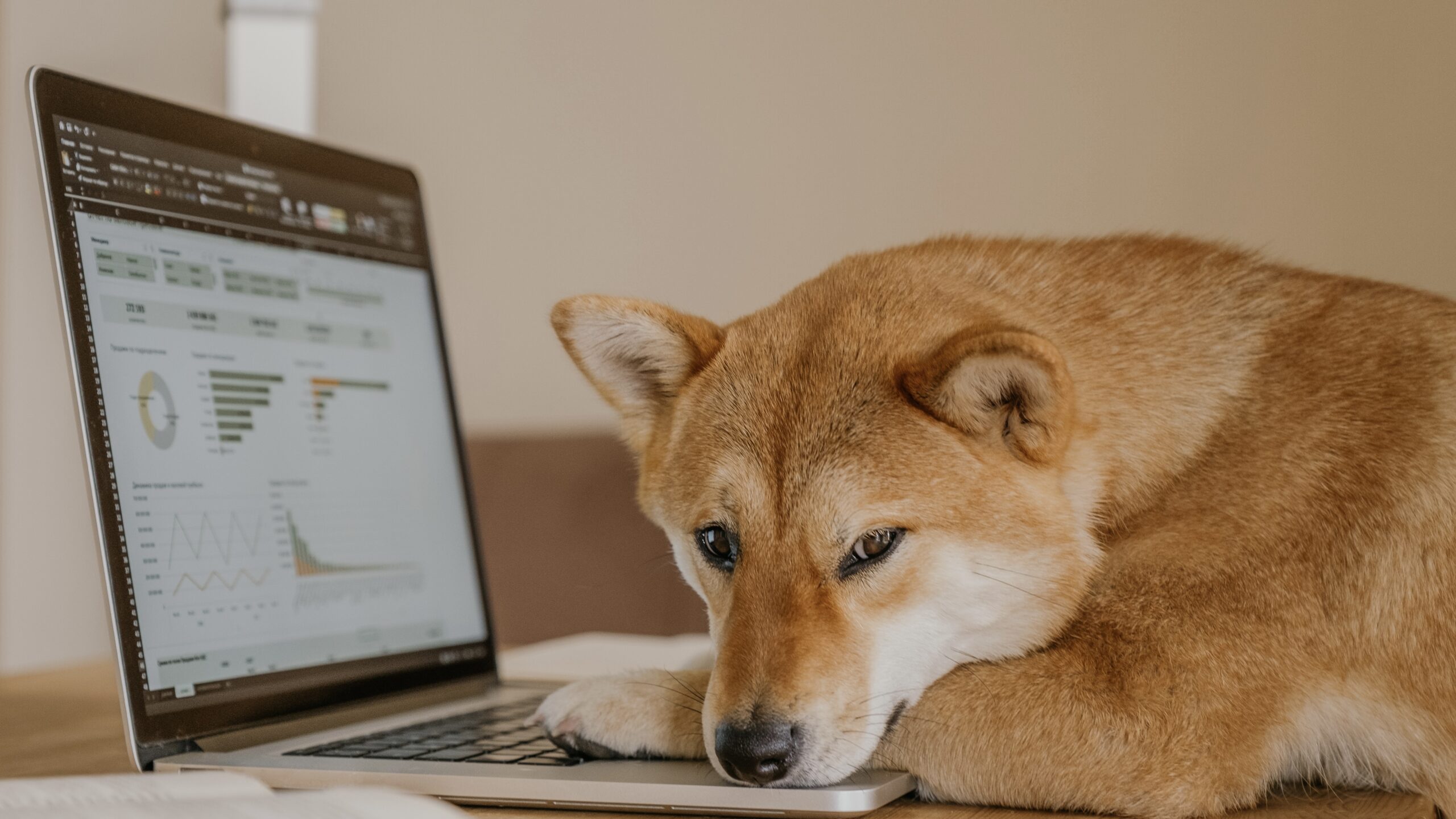 doge musk dogecoin