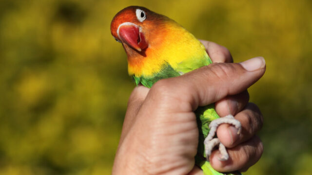 Terramin Bird in Hand