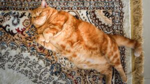 FREE WHELAN: There’s simply too much risk out there to be overweight equities