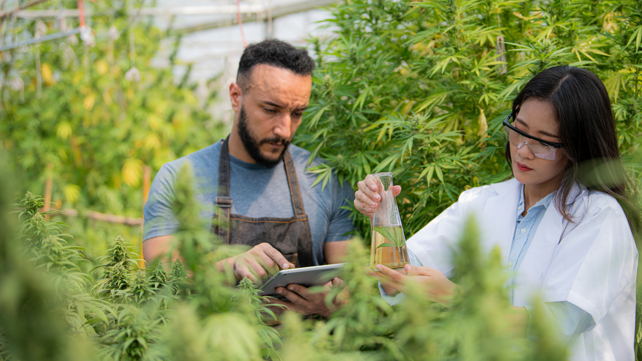 ASX Weed stocks WNX