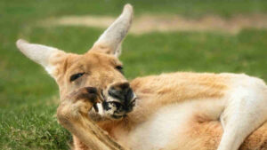 australia green bonds