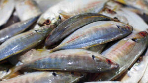 clean seas seafood asx