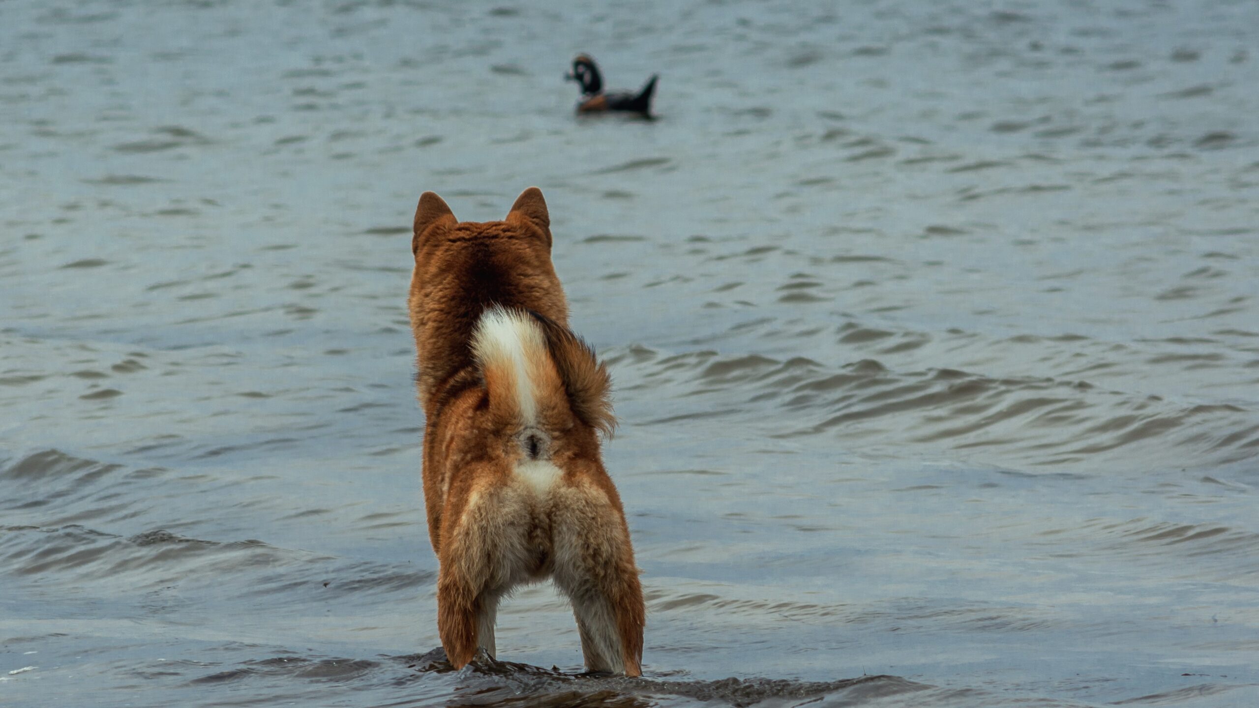 Doge Twitter