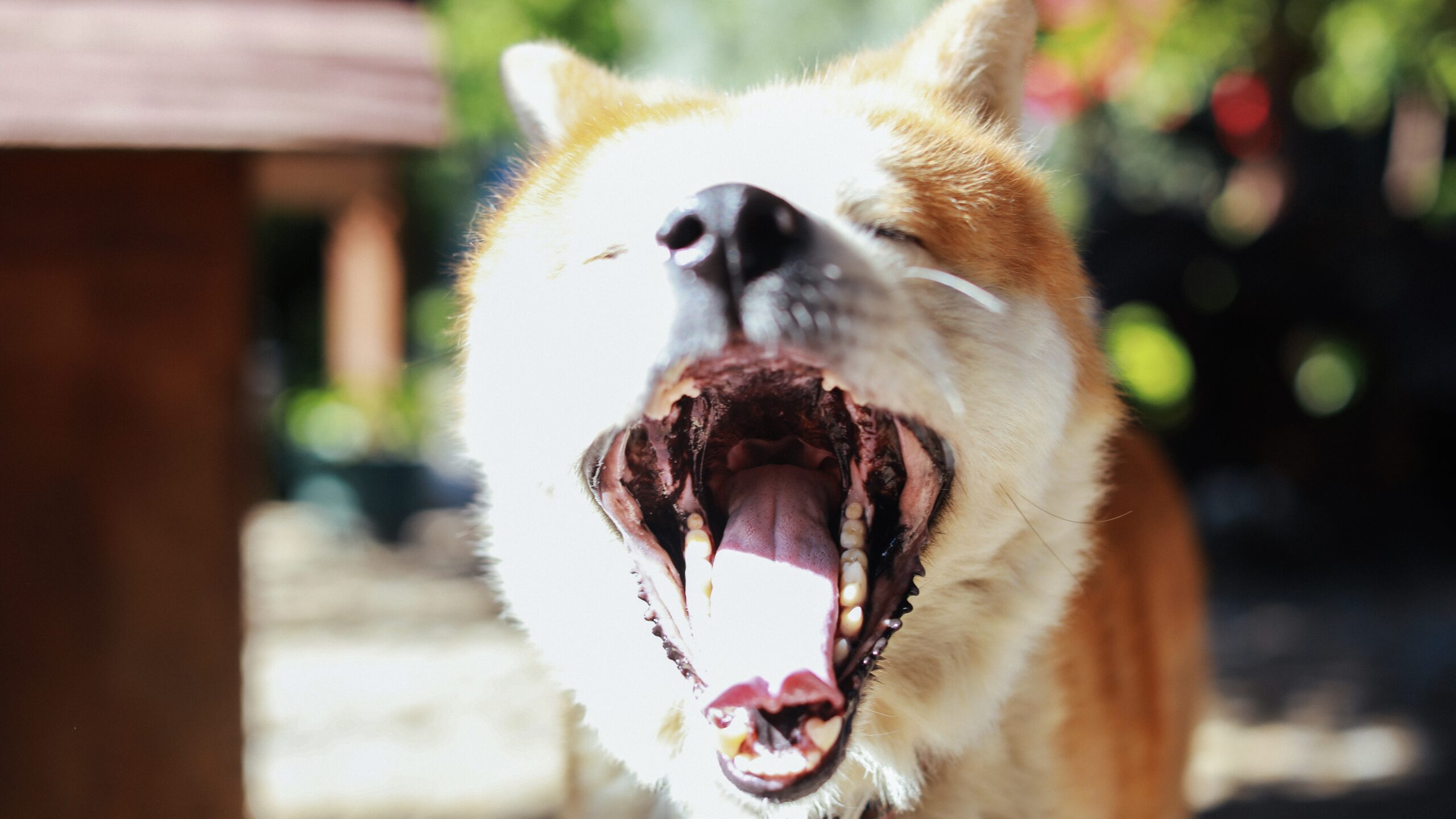 Chain Reactions: Elon Musk seeks dismissal of Dogecoin lawsuit; Liberal senator wants swift crypto regulatory action