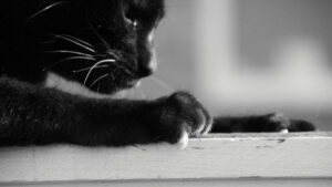 Black Cat ASX BC8