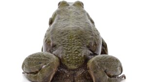Chain Reactions: Bitcoin needs a direction, Pepe wants a bottom