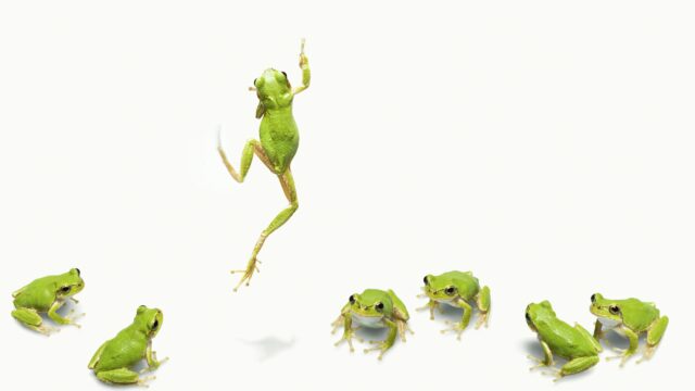 pepe meme coin memecoin frog