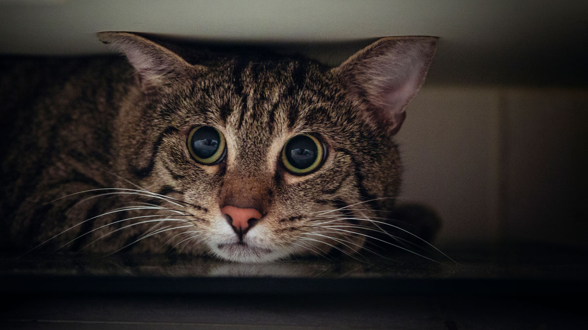 stock market volumes