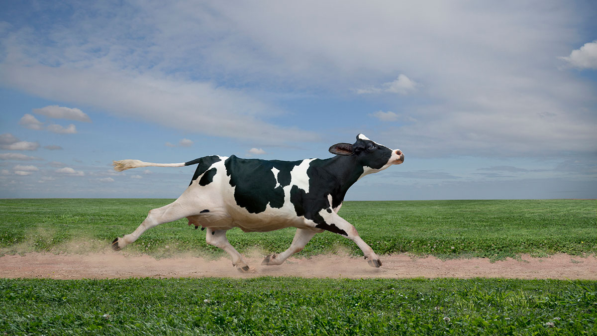 Beef cattle price collapse