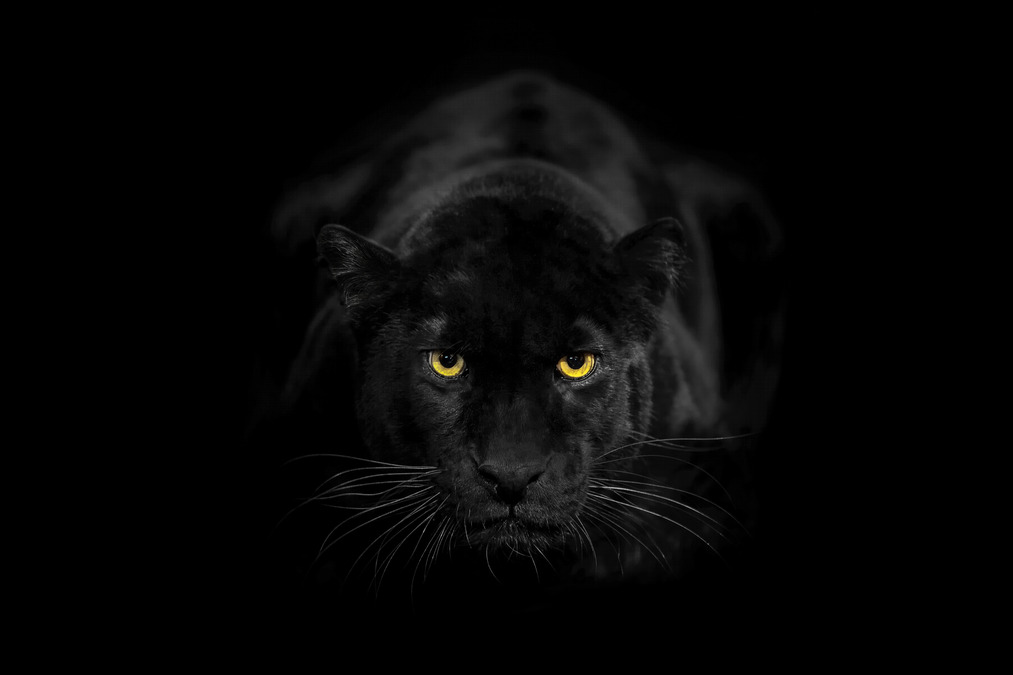 Panther ASX PNT